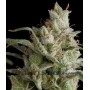 Auto Super OG Kush Feminised